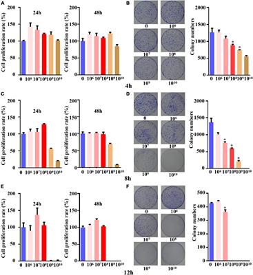 Bifidobacterium longum suppresses colorectal cancer through the modulation of intestinal microbes and immune function